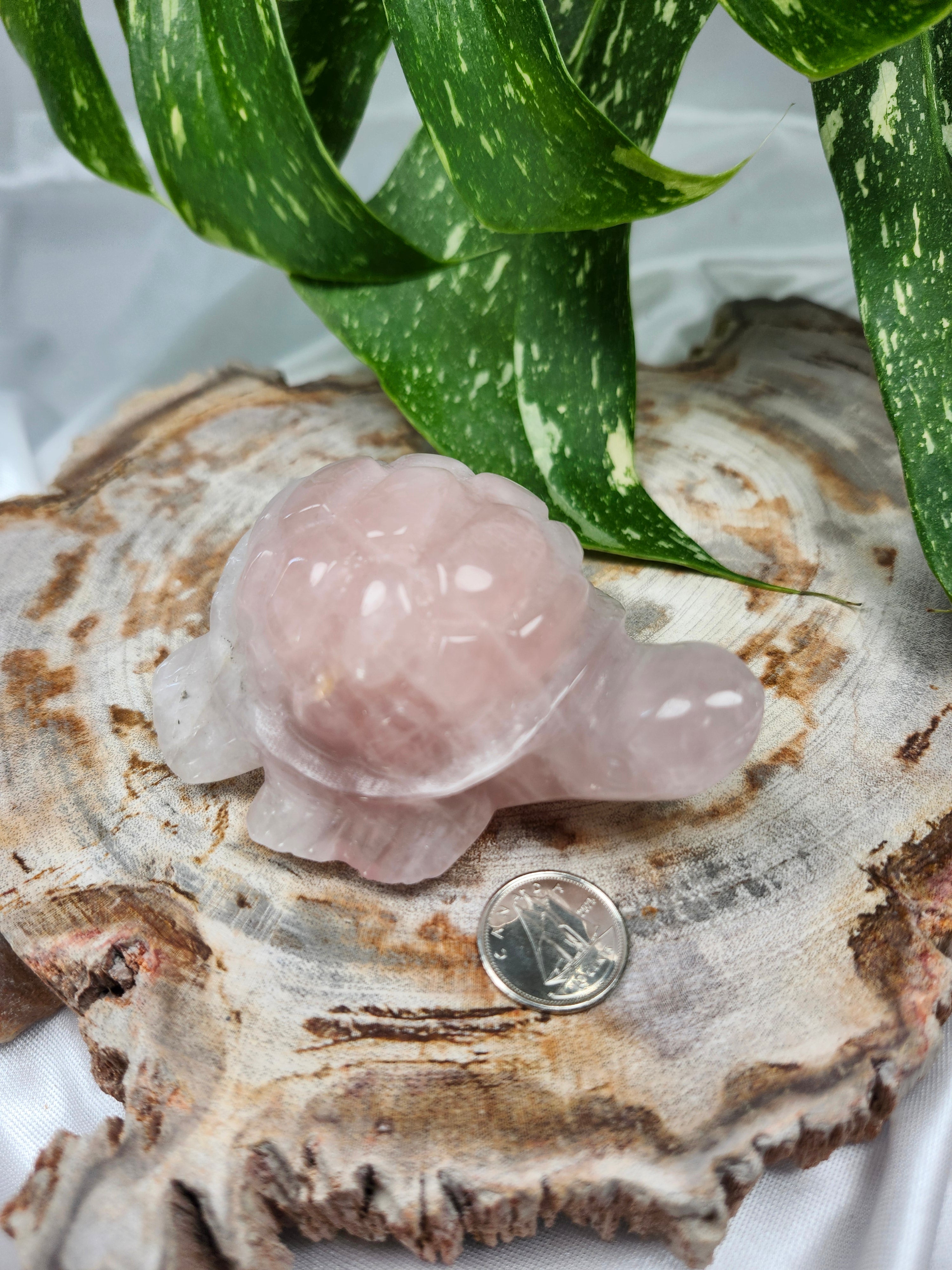 ROSE QUARTZ TURTLE