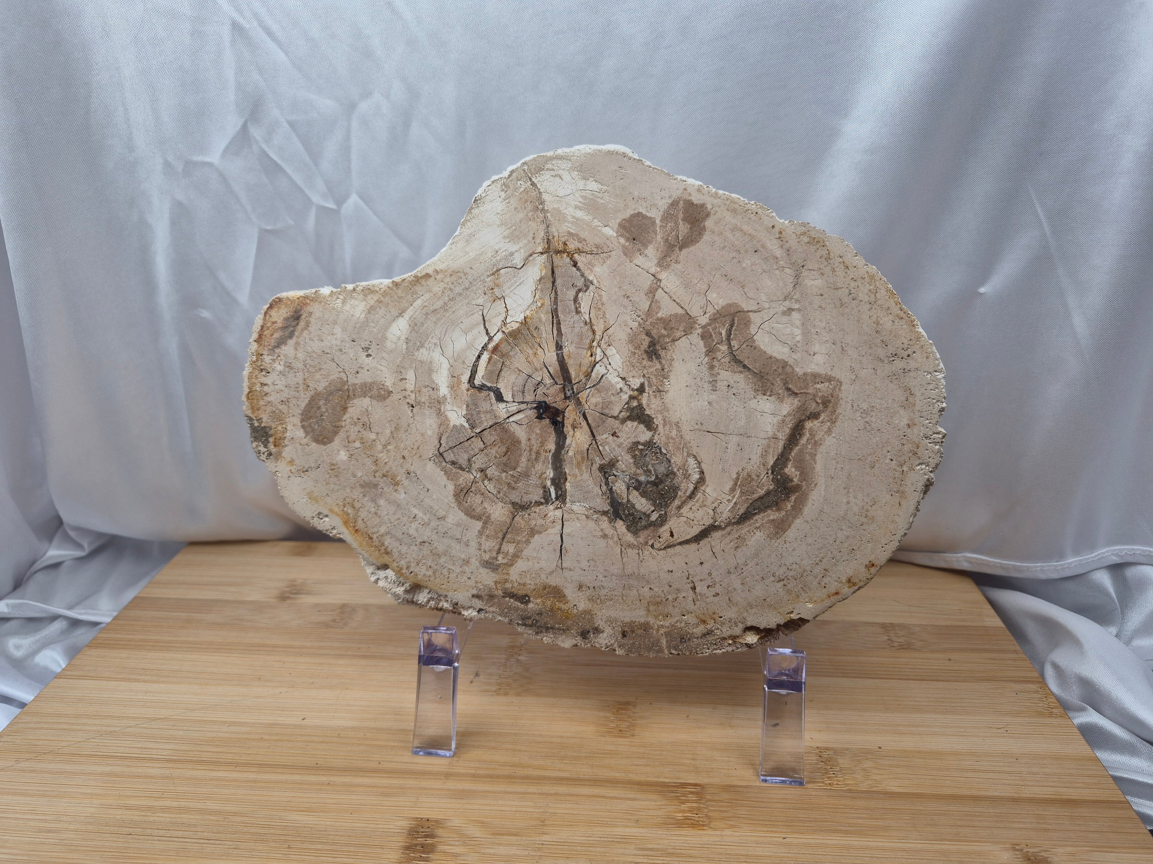 PETRIFIED WOOD SLAB 6