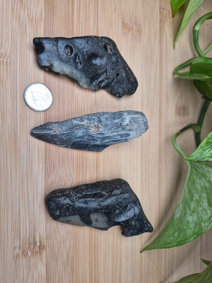 MEGALODON TOOTH FRAGMENTS, LARGE