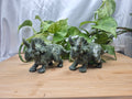JADE TRICERATOPS
