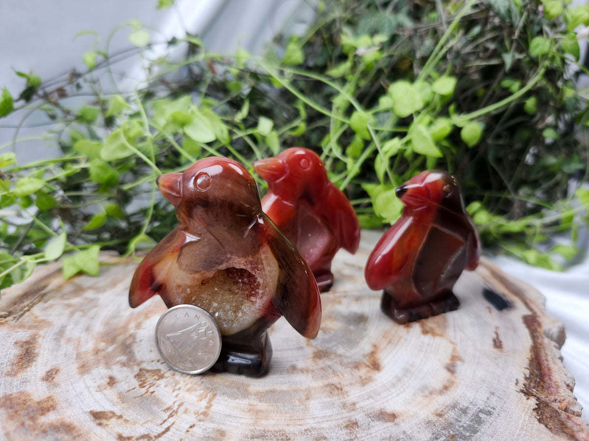 CARNELIAN PENGUIN