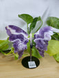 AMETHYST BUTTERFLY WINGS