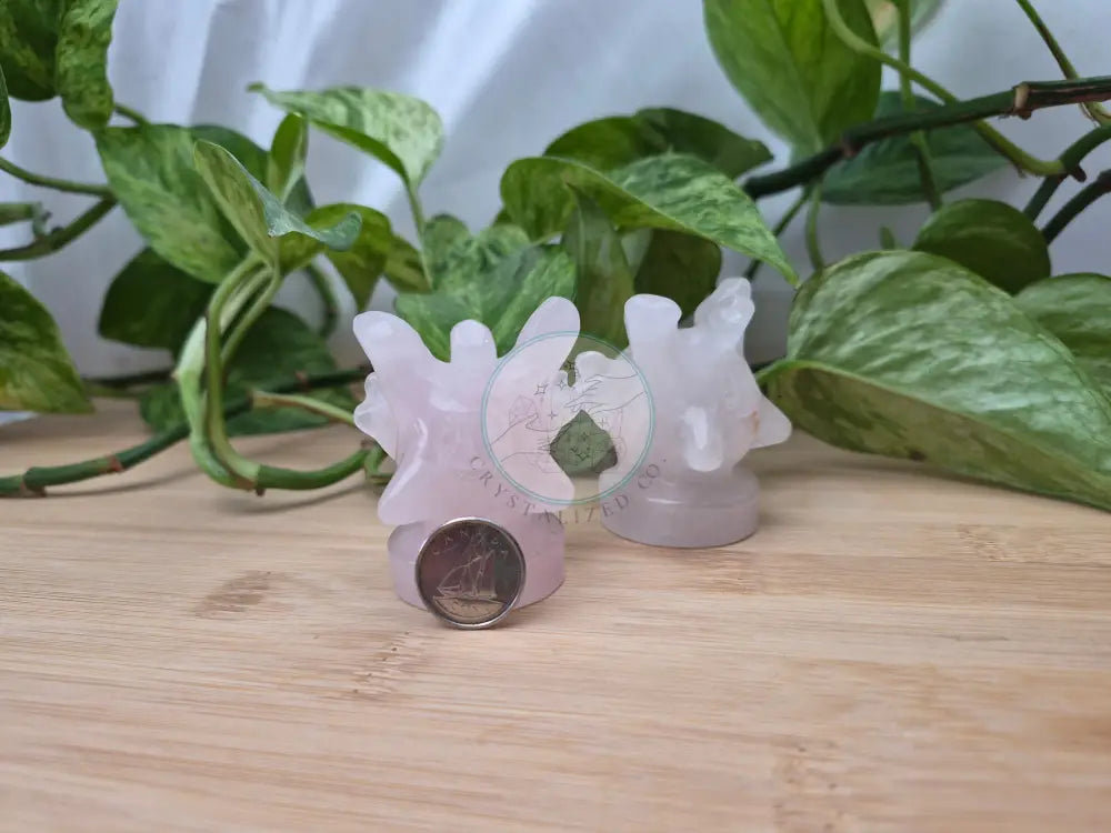 ROSE QUARTZ CORSOLA LG