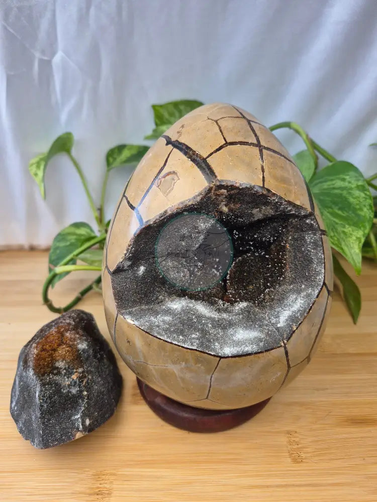 SEPTARIAN DRAGON EGG