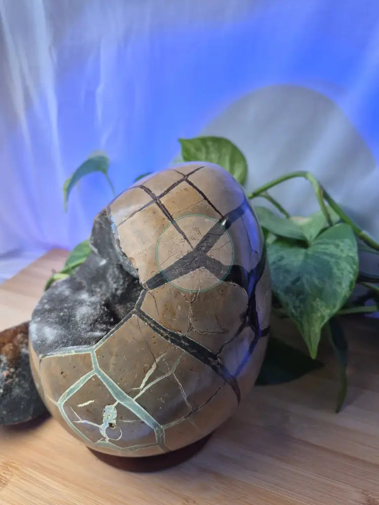 SEPTARIAN DRAGON EGG