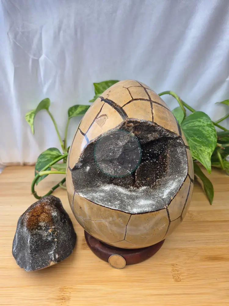 SEPTARIAN DRAGON EGG