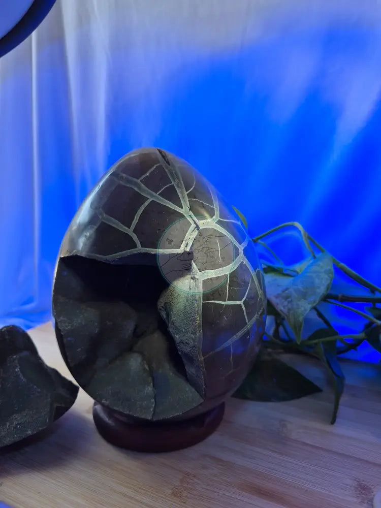 SEPTARIAN DRAGON EGG