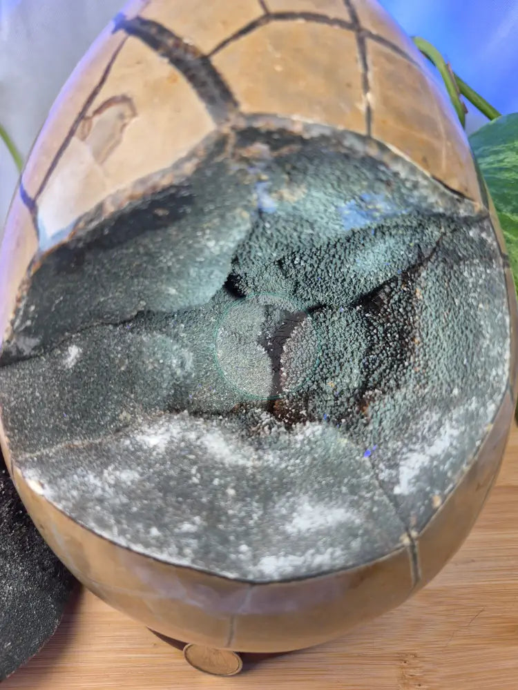SEPTARIAN DRAGON EGG