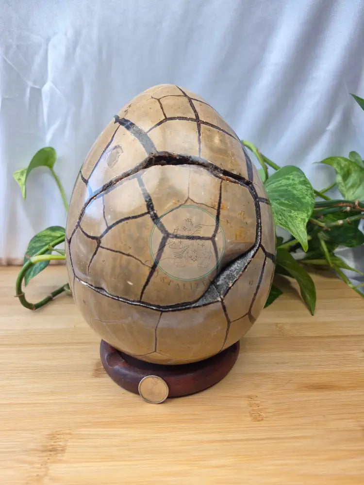 SEPTARIAN DRAGON EGG