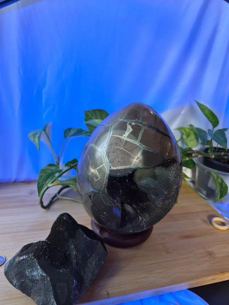 SEPTARIAN DRAGON EGG