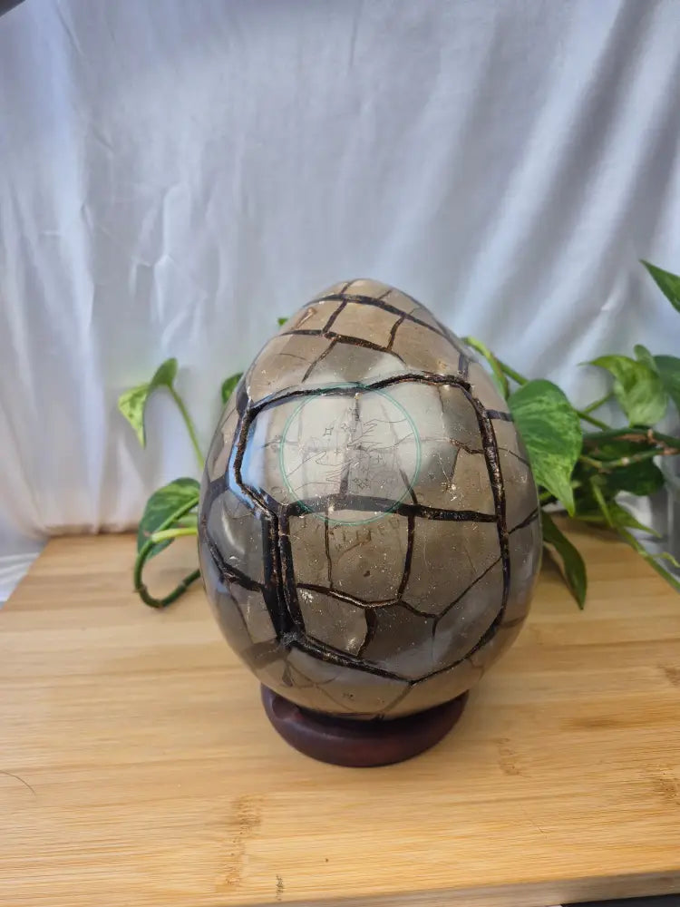 SEPTARIAN DRAGON EGG