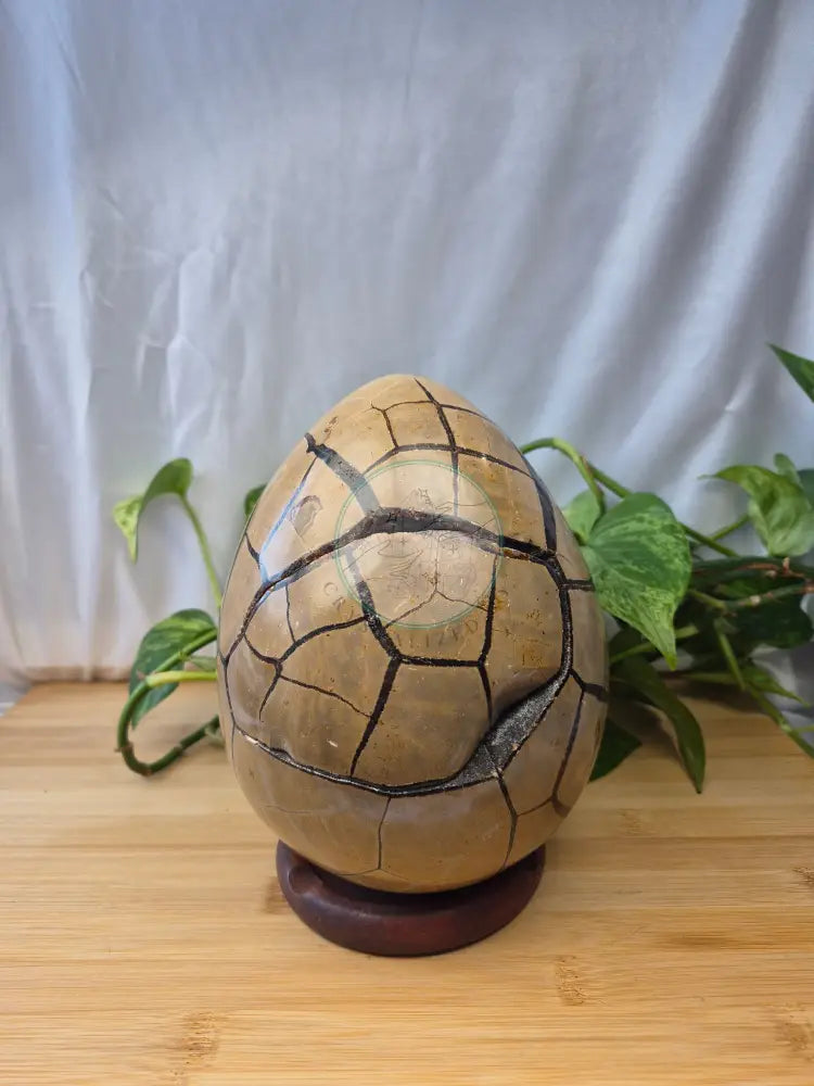 SEPTARIAN DRAGON EGG