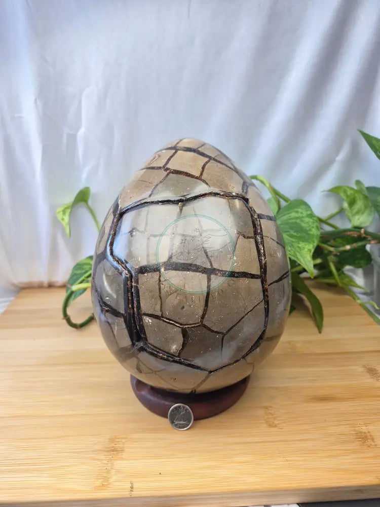 SEPTARIAN DRAGON EGG