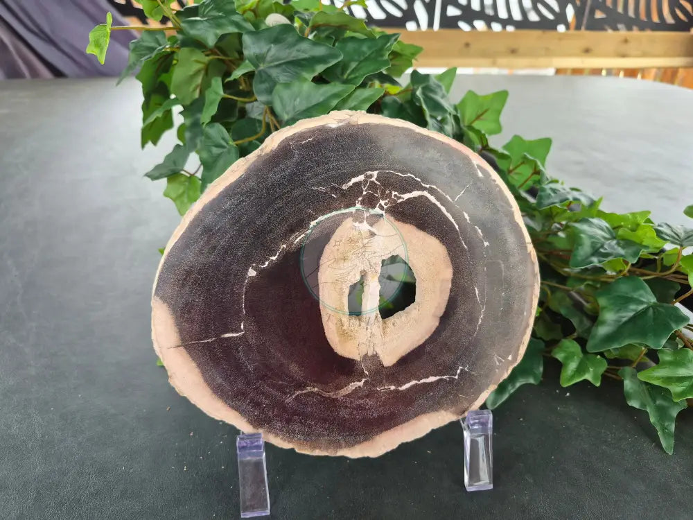 SISTER PETRIFIED WOOD SLABs #11
