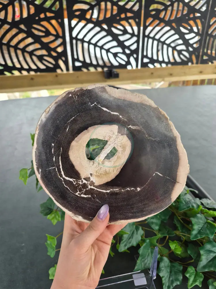 SISTER PETRIFIED WOOD SLABs #11