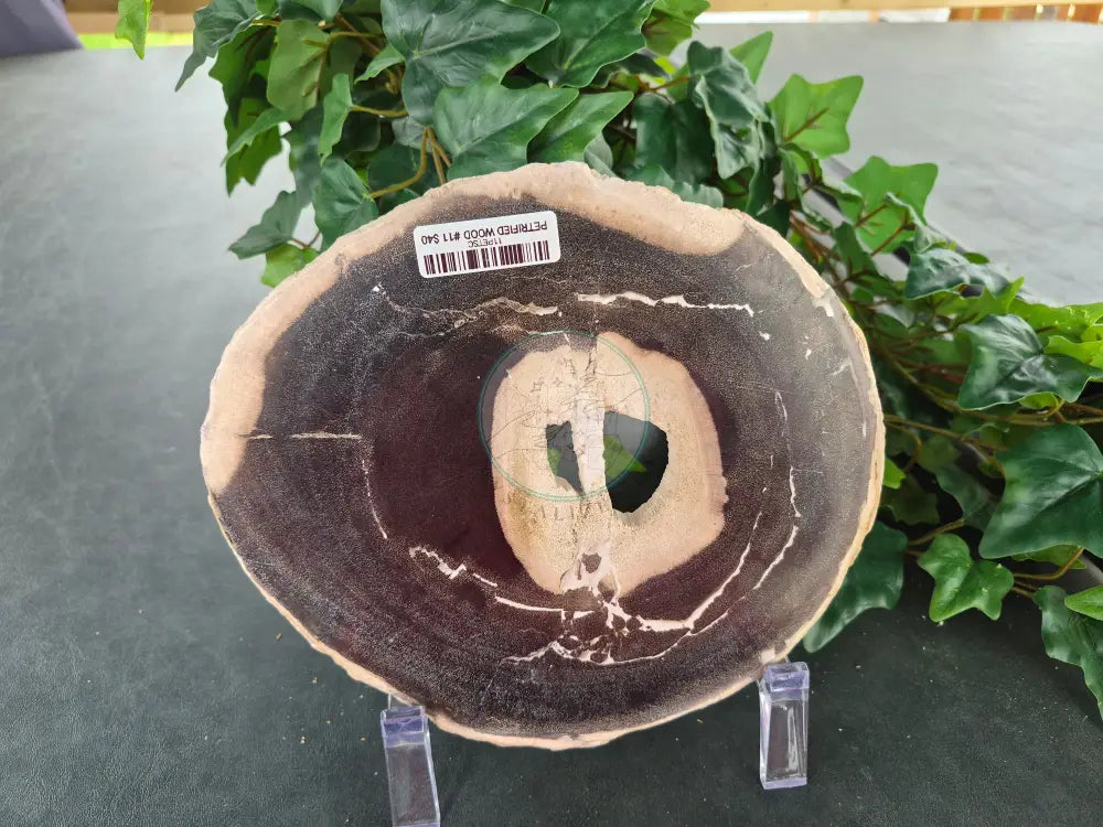 SISTER PETRIFIED WOOD SLABs #11