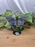 SODALITE BUTTERFLY WINGS