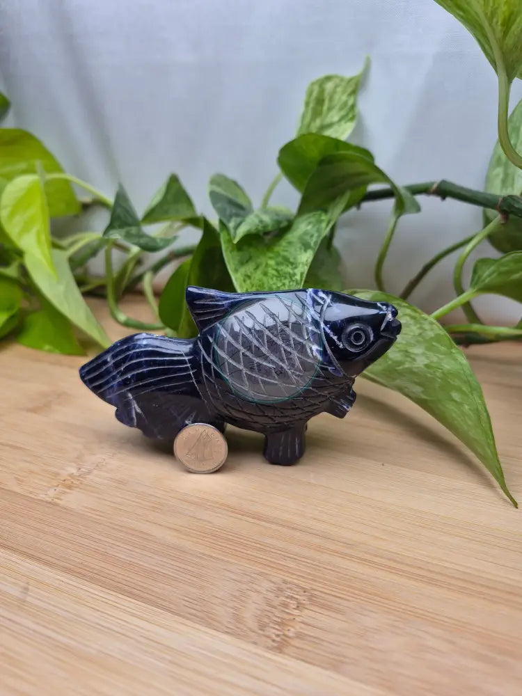 SODALITE FISH