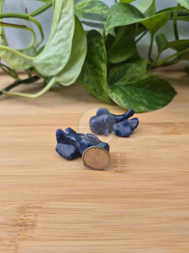 SODALITE GOLDFISH