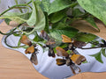 TIGERS EYE BEE