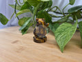 TIGERS EYE SANDSHREW MD