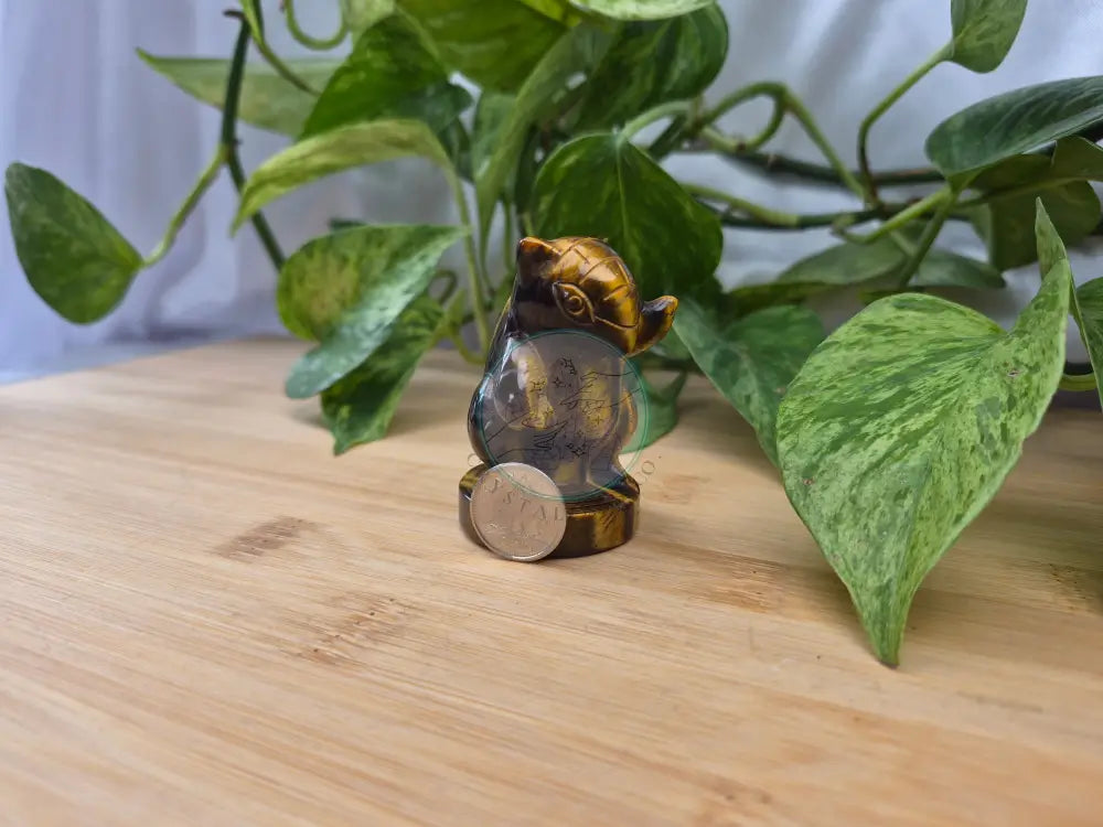 TIGERS EYE SANDSHREW MD