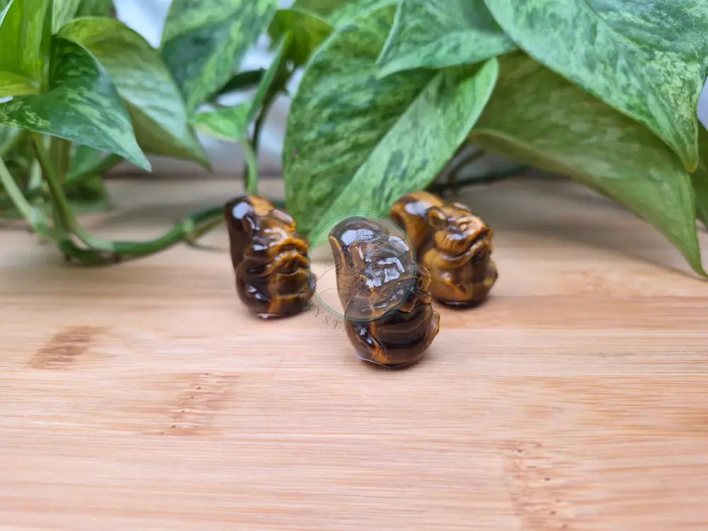 TIGERS EYE SQUIRREL
