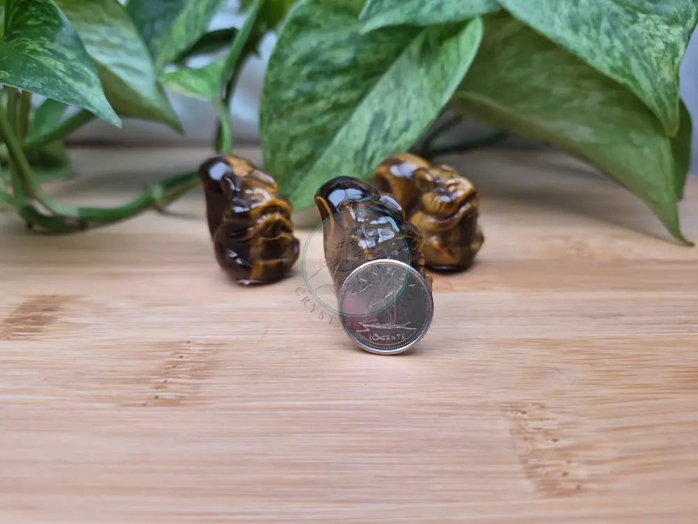 TIGERS EYE SQUIRREL