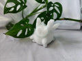 WHITE JADE CORSOLA