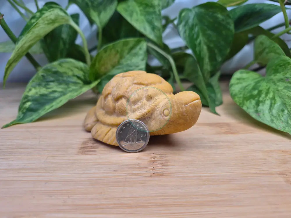 YELLOW JASPER TURTLE