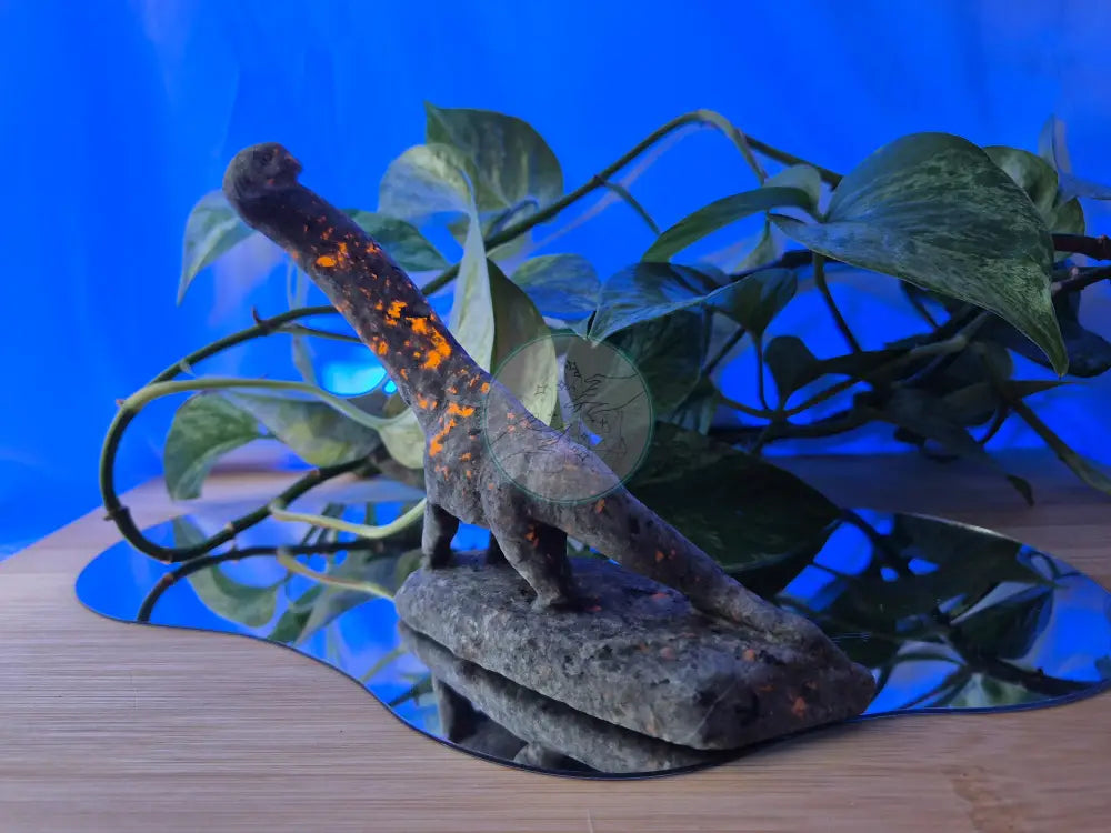 YOOPERLITE BRONTOSAURUS