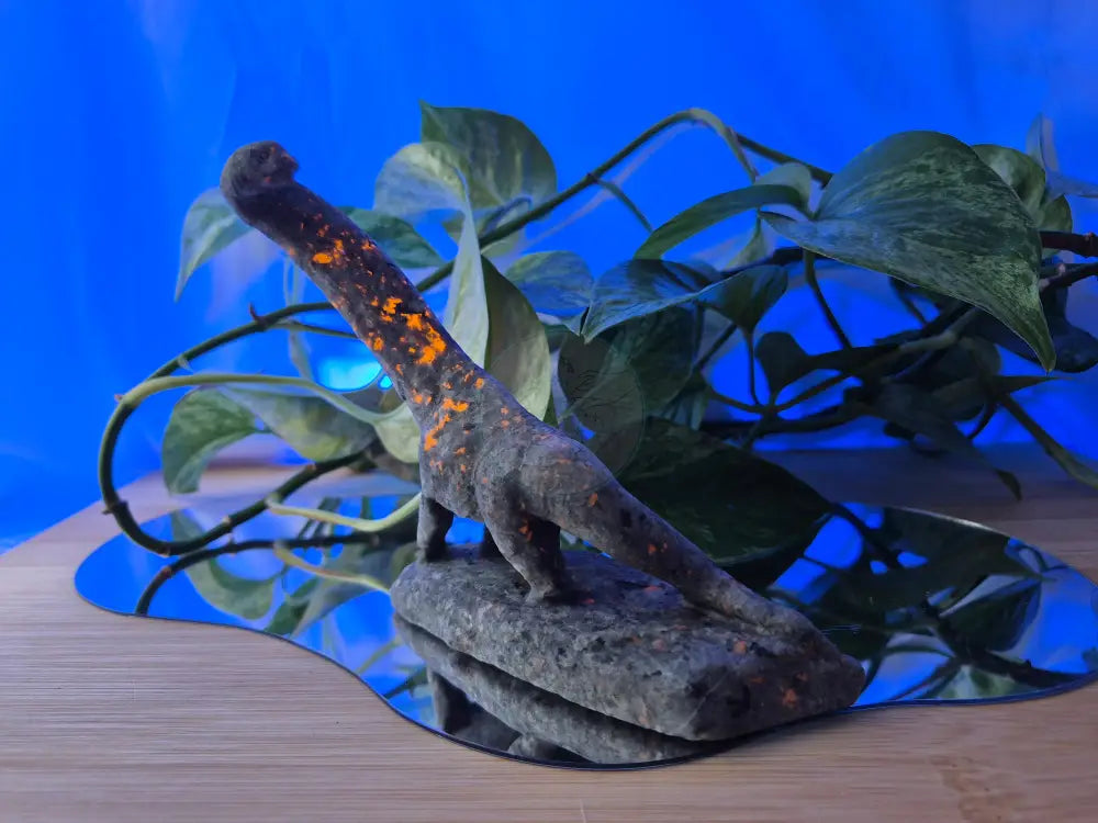 YOOPERLITE BRONTOSAURUS