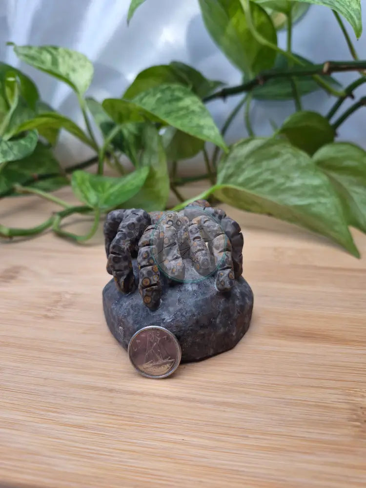 YOOPERLITE/LEOPARDITE TARANTULA