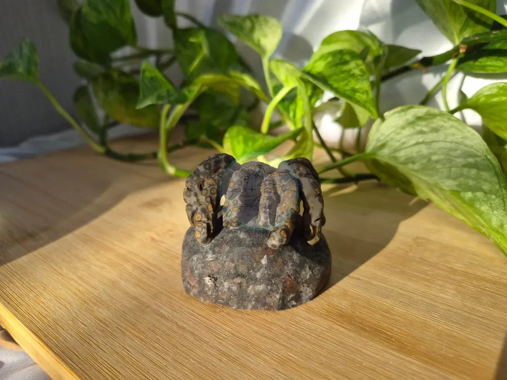 YOOPERLITE/LEOPARDITE TARANTULA